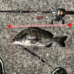 おチヌさんイージー？vol.2