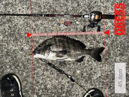 おチヌさんイージー？vol.2