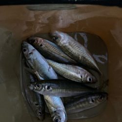 朝マズメのアジ狙いで8匹GET