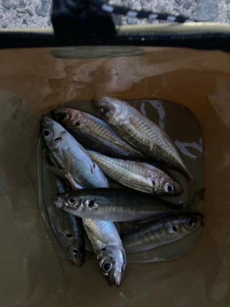 朝マズメのアジ狙いで8匹GET