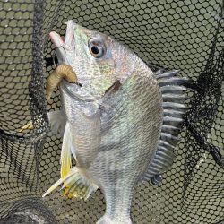 水門閉じたら明らかあたり減る