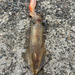 パターン掴めず…