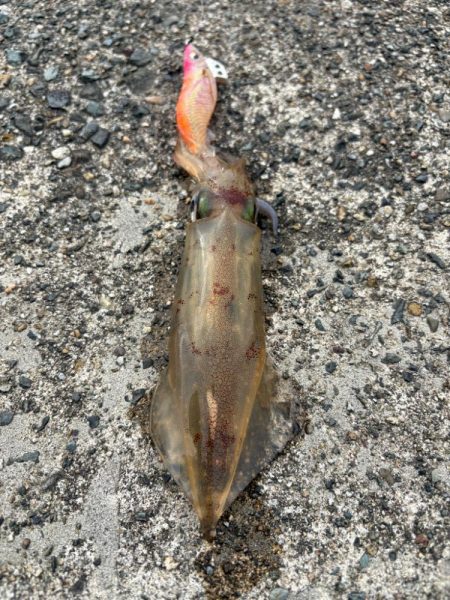 パターン掴めず…