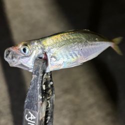 極豆／ミニマム勝負