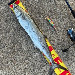 久々のサゴシ釣果