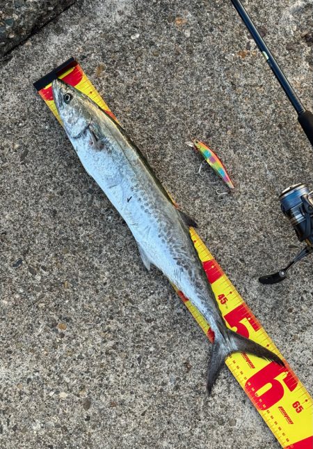 久々のサゴシ釣果