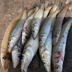 シロギスシーズン到来