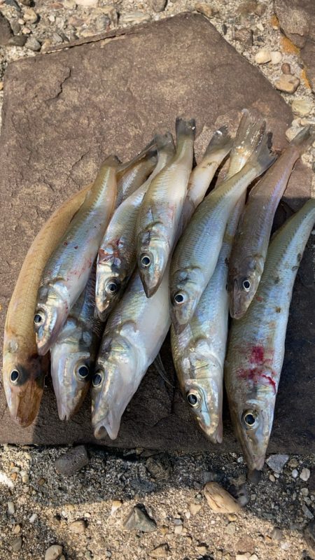 シロギスシーズン到来