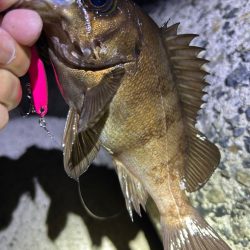 リベンジメバル