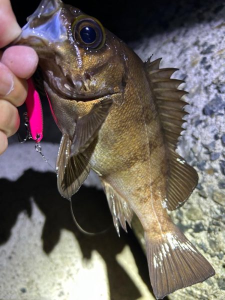 リベンジメバル