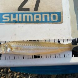 シロギスタのプチ遠征