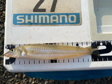 シロギスタのプチ遠征