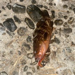 久しぶりの釣果