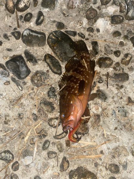 久しぶりの釣果