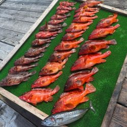 ボートロックフィッシング