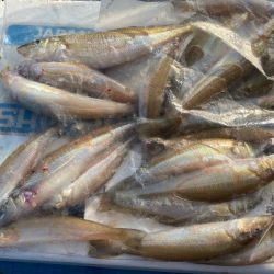 シロギスタのヒイラギスレイヤー