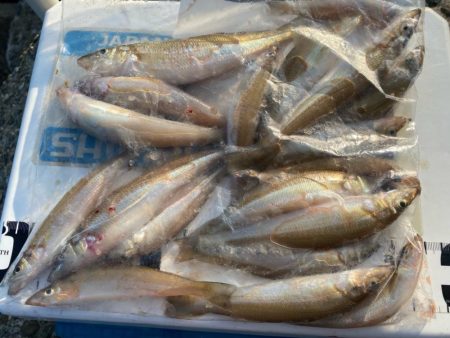 シロギスタのヒイラギスレイヤー　