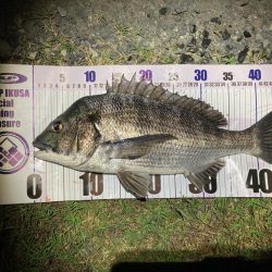 ルアーチヌフィッシング