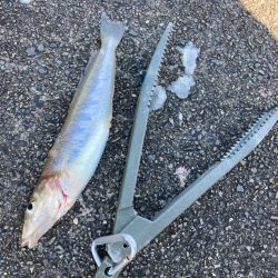 ちょい投げ釣りでキス調査