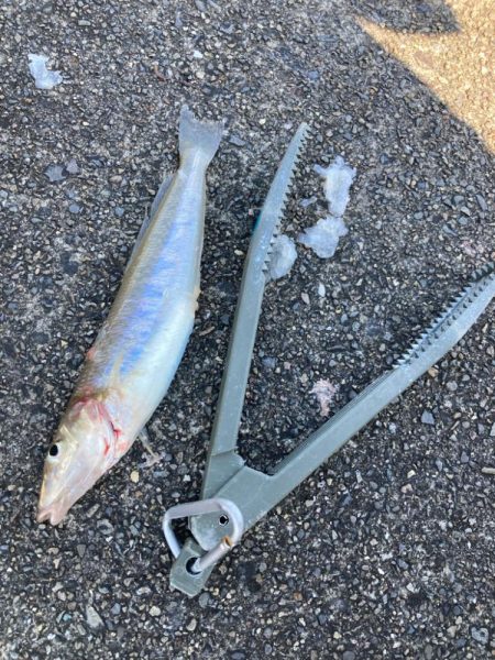 ちょい投げ釣りでキス調査