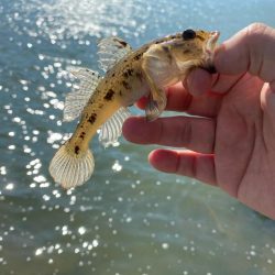 宮津遠征エサライトゲーム