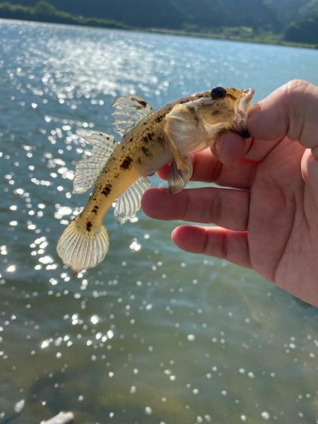 宮津遠征エサライトゲーム