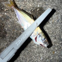 姫路豆鯵釣果一番乗り！！とサワラ⁈