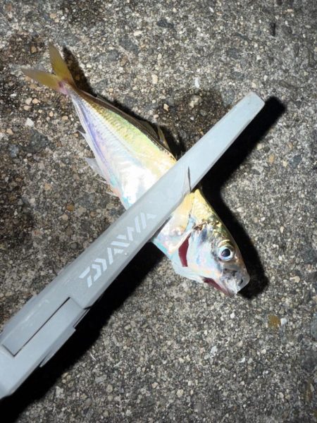 姫路豆鯵釣果一番乗り！！とサワラ⁈