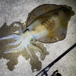 春イカはウキ釣りでしょ