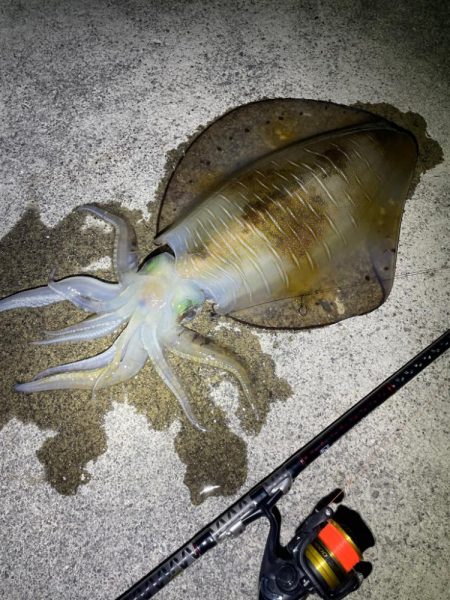 春イカはウキ釣りでしょ