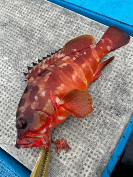 根魚