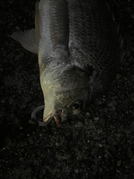 タックル海に落として沈んでいく