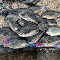 魚津港 フカセ釣り