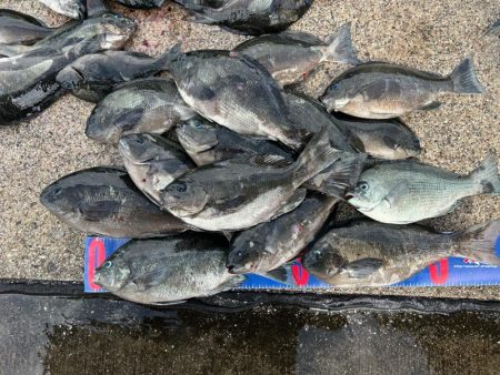 魚津港 フカセ釣り