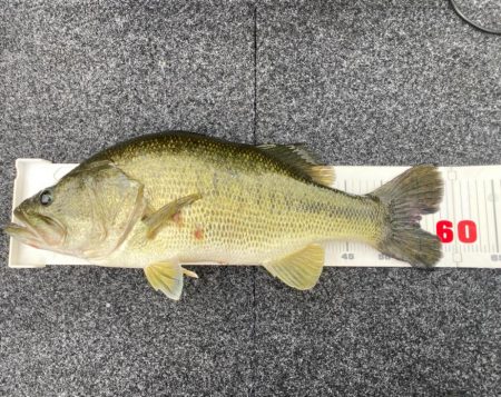 午後から釣行！あと1㎝…