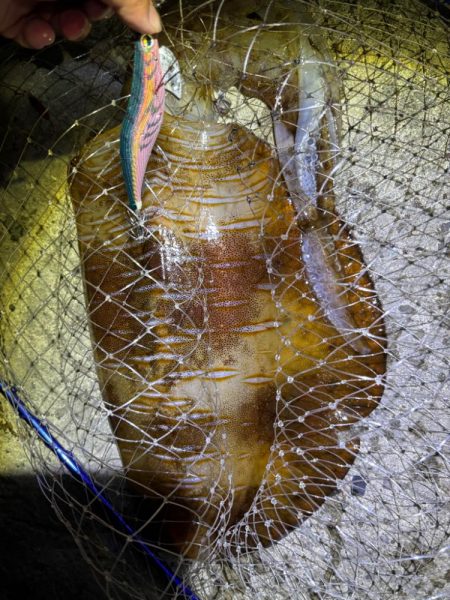 エギング　良型釣れた