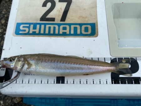 シロギスタ:ぶらり途中下浜の旅