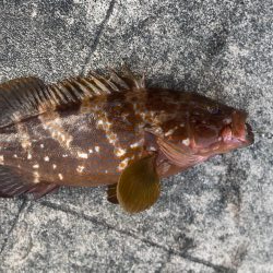 ライトショアジギング