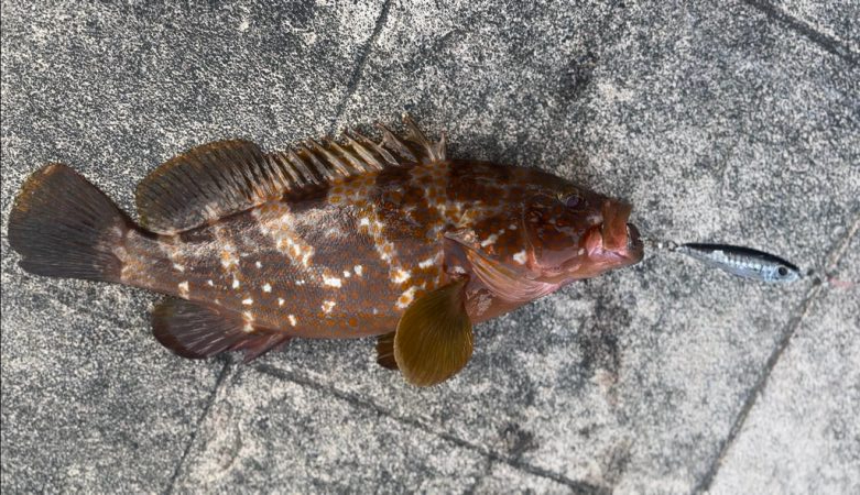 ライトショアジギング