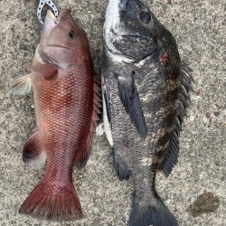 チヌやカンダイ釣れました