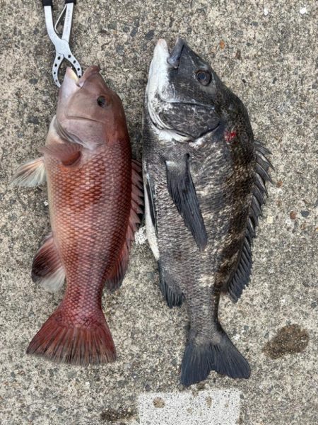 チヌやカンダイ釣れました