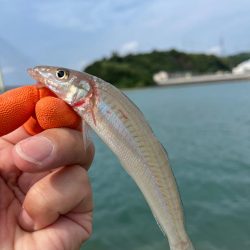 キスちょい投げ