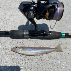 キス釣り　イソメパターンってあるの…か？