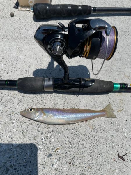 キス釣り　イソメパターンってあるの…か？