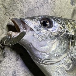 南港　小物調査