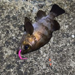 梅雨メバルシーズン前の激渋メバリング