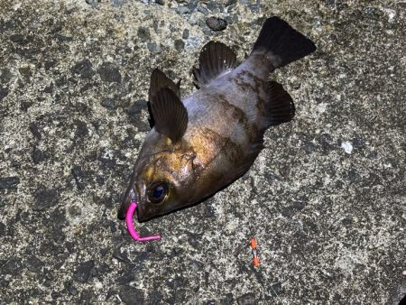 梅雨メバルシーズン前の激渋メバリング