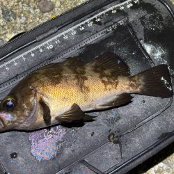 梅雨メバルで２０UPが連発！