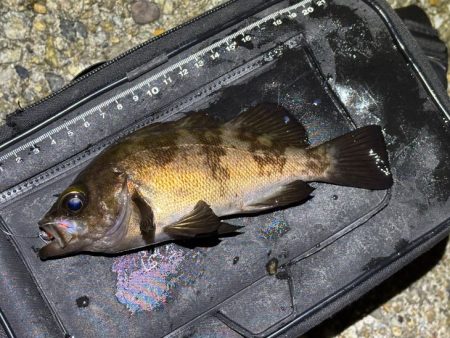 梅雨メバルで２０UPが連発！