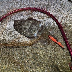 姫路春エギング｜夕マヅメにキロアップゲット！